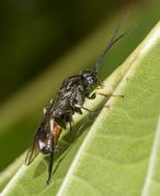 Bladhveps Craesus latipes